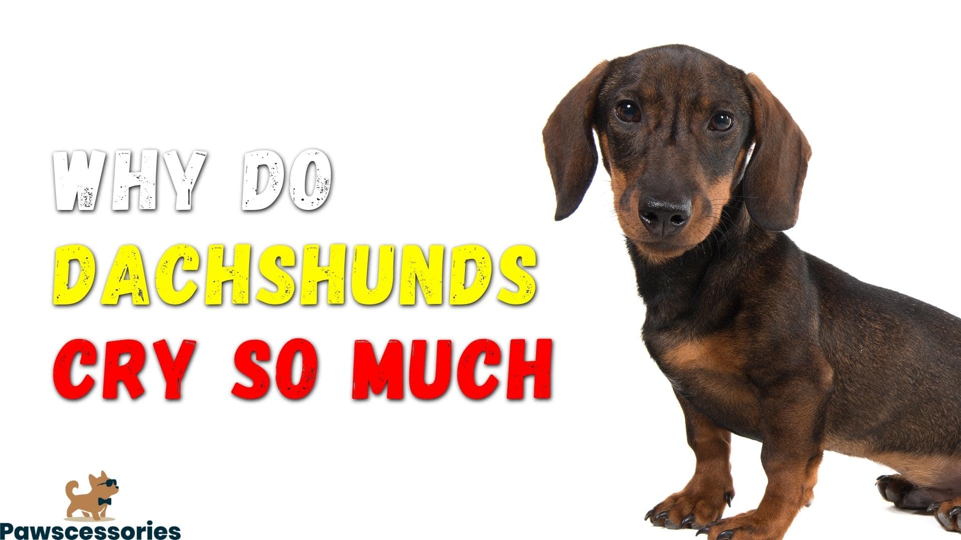 Why Do Dachshunds Cry So Much