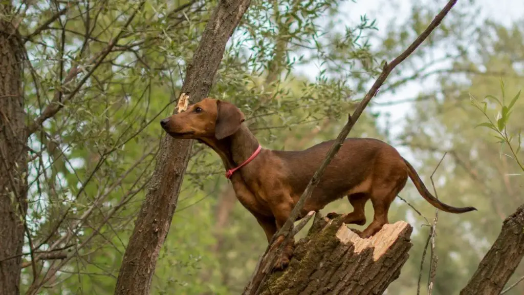 Dachshunds Jumped into tree