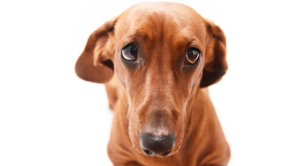 Dachshunds whine from health conditions