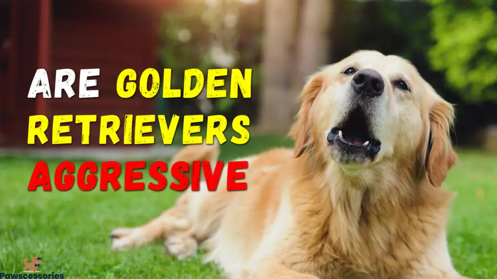 are golden retrievers aggressive