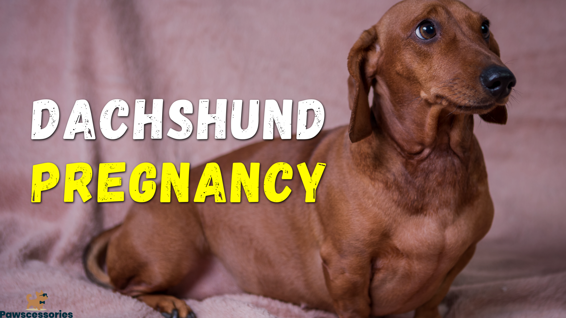 dachshund pregnancy