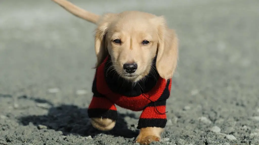 dachshund puppy walking with a red coat on