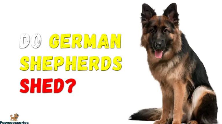 Do German Shepherds Shed? 100+ Owners Asked + Tips