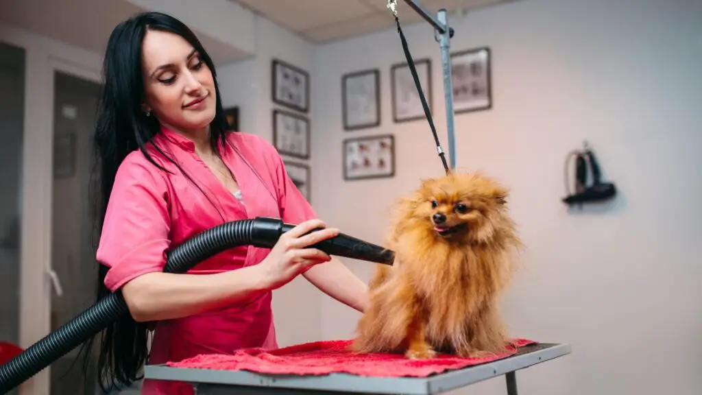 What Is A Dog Hair Dryer?
