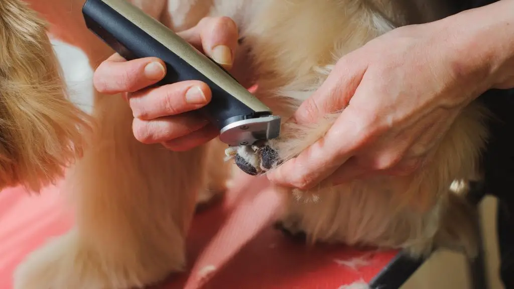grooming dog paws