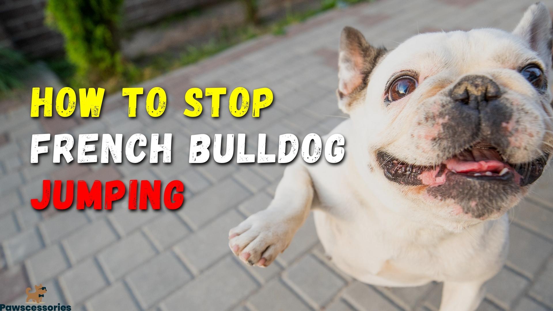 french bulldog jumping