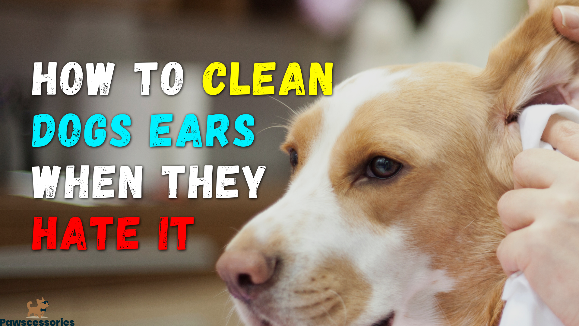 how to clean dog's ears when they hate it
