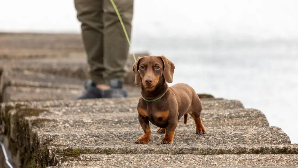 miniature dachshund walking