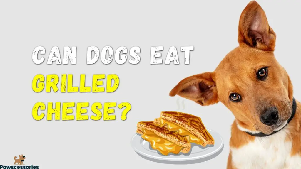 Can Dogs Eat Grilled Cheese_