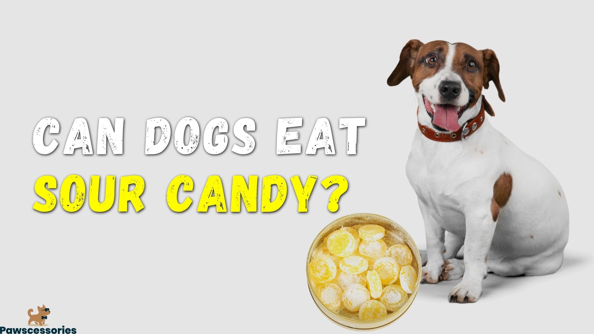 Can Dogs Eat Sour Candy