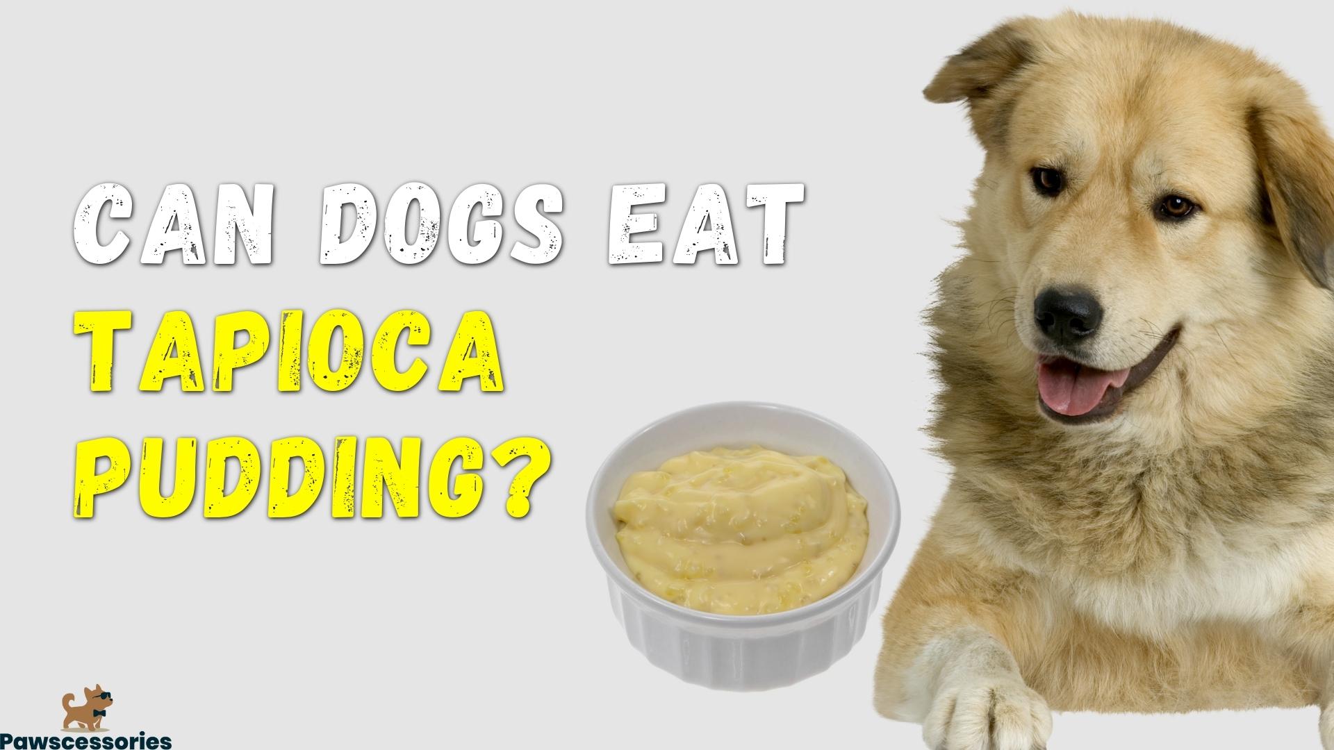 Can Dogs Eat Tapioca Pudding_