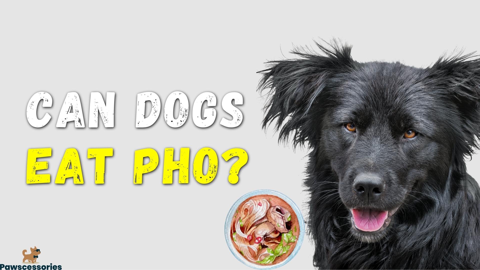 Can dogs eat pho