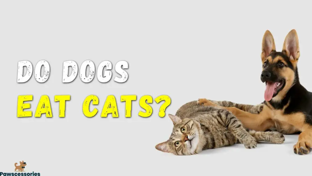 Do dogs eat cats
