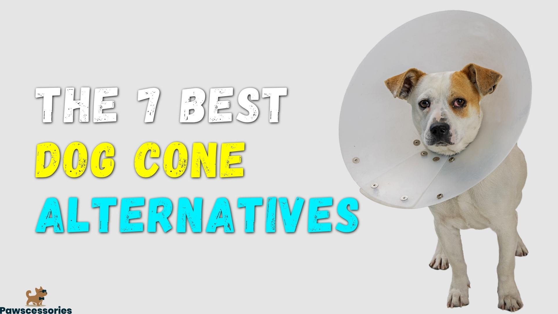 dog cone alternatives