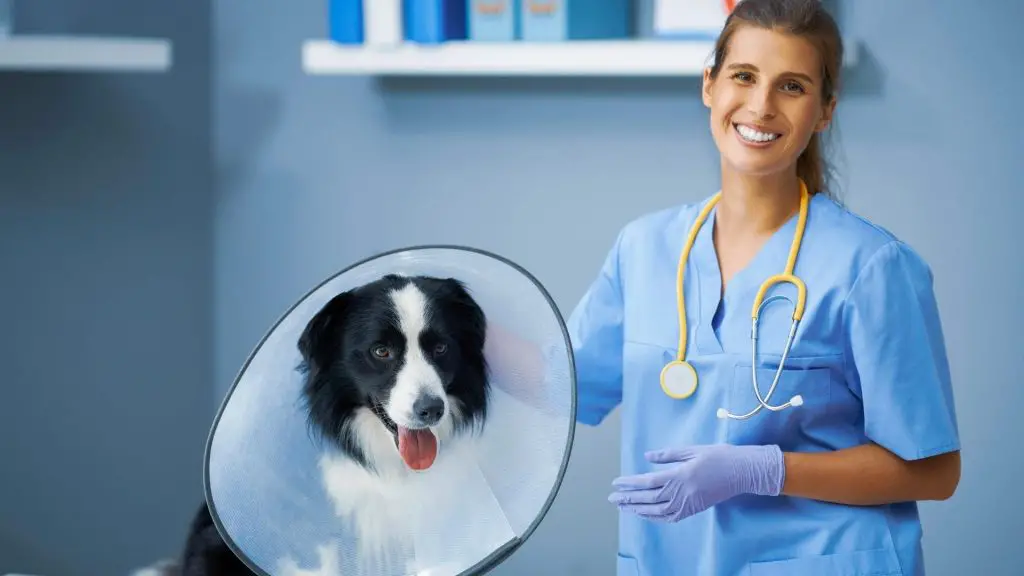 how long a vet says dog cone has to stay on after neuter