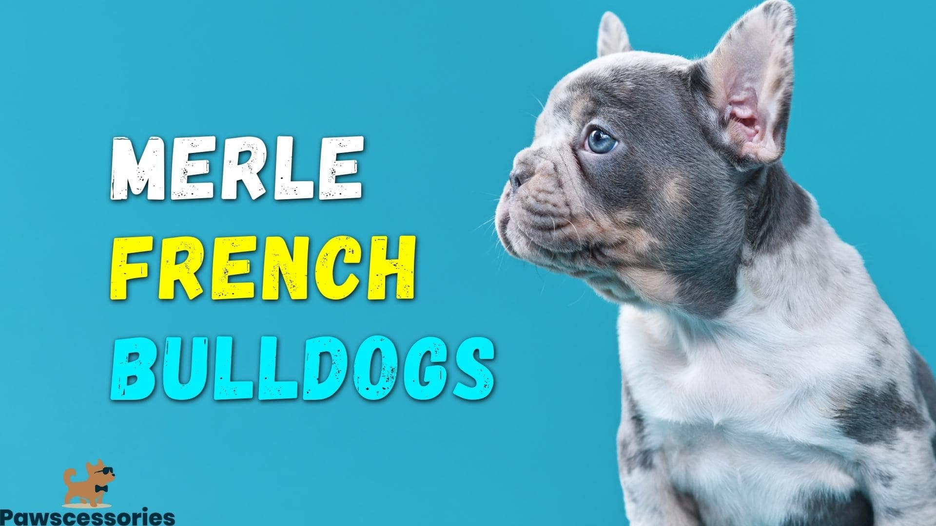 Blue Merle French Bulldog