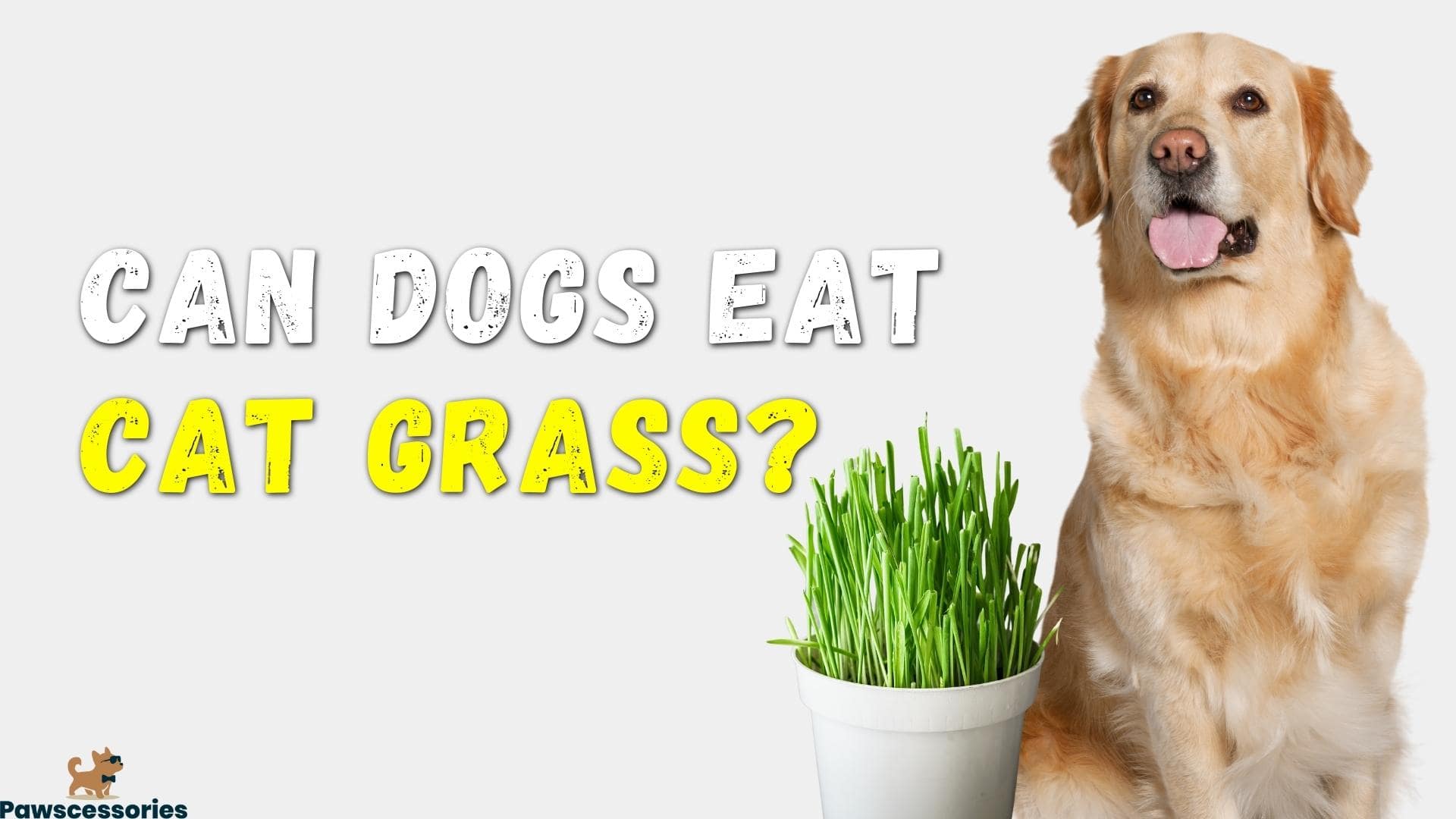 Can Dogs Eat Cat Grass