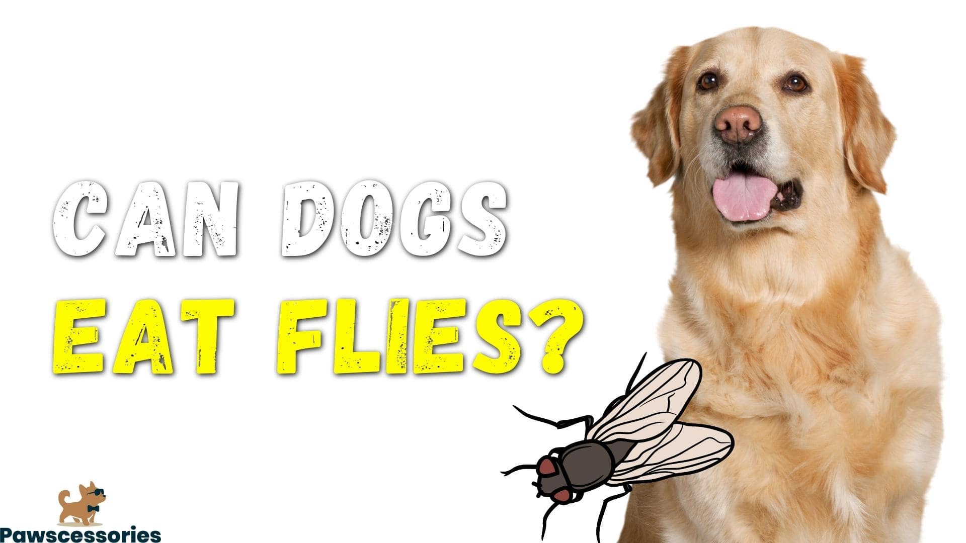 Can Dogs Eat Flies