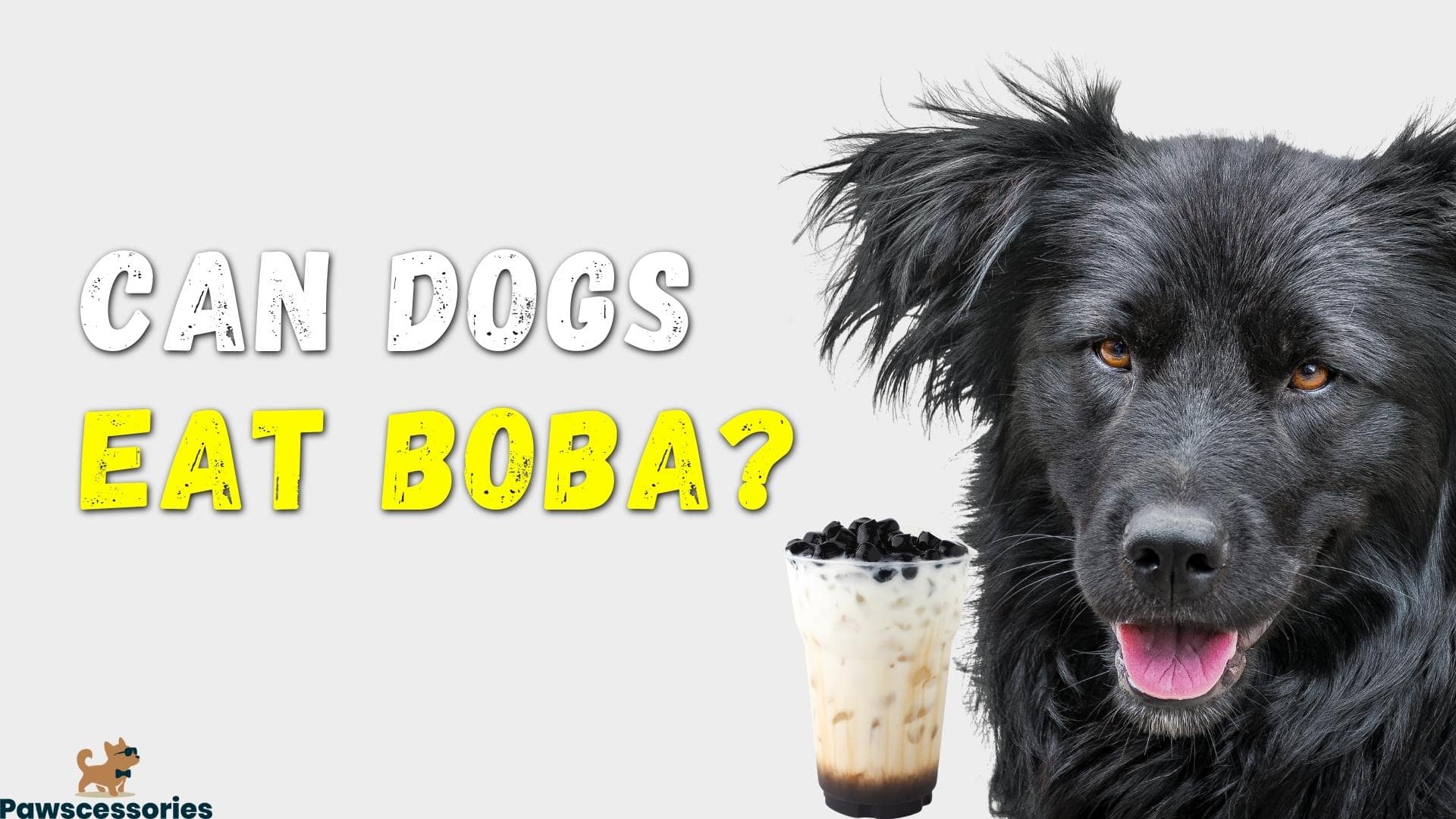 Can dogs eat boba
