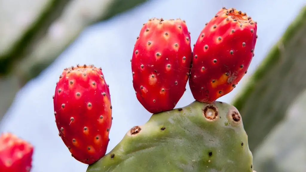 Can dogs eat prickly pears