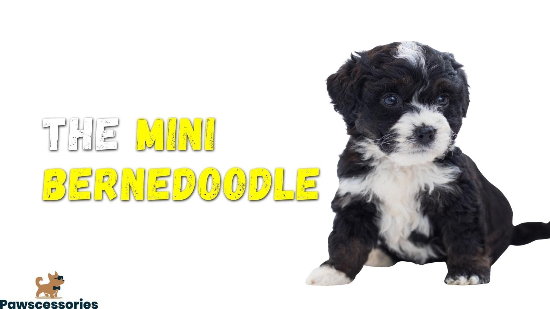 The mini bernedoodle