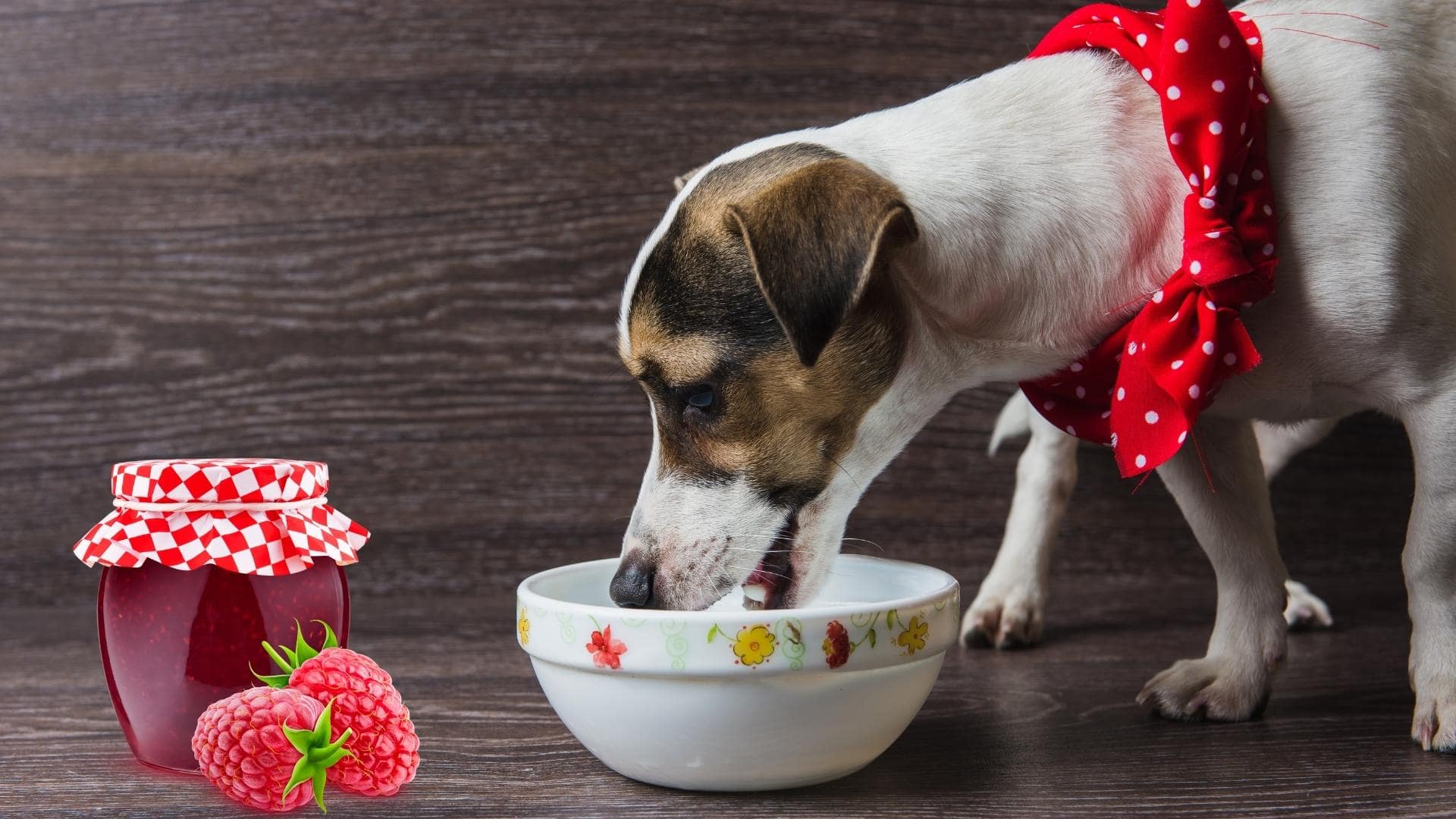 Can Dogs Eat Jelly? Is Jelly Safe For Dogs? (We Asked A Vet)