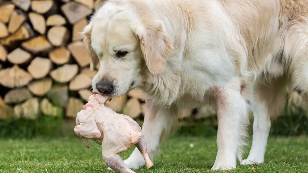 dog eating raw whole chicken