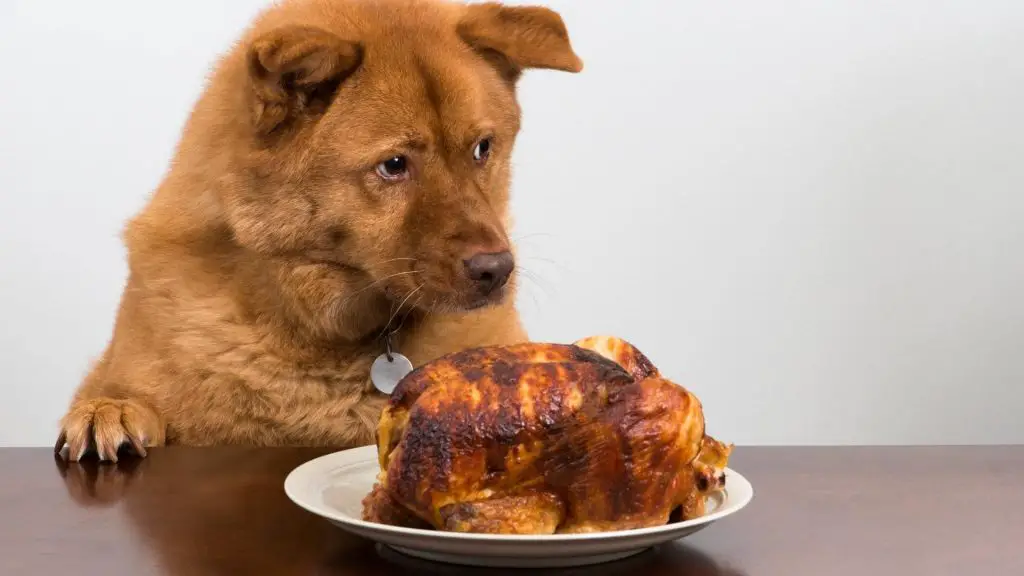 dangers of dogs eating rotisserie chicken