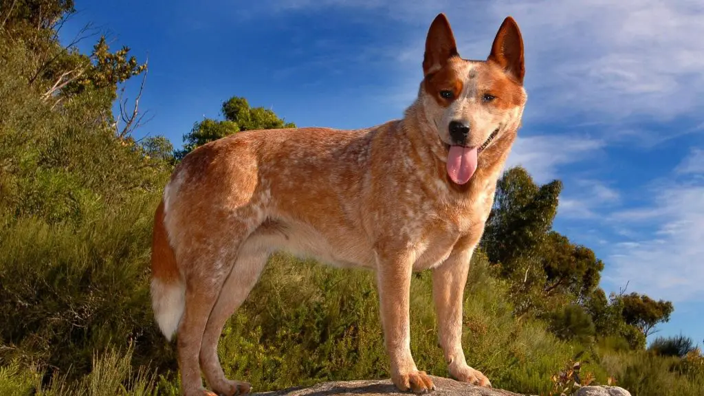 catahoula australian cattle dog mixed breed