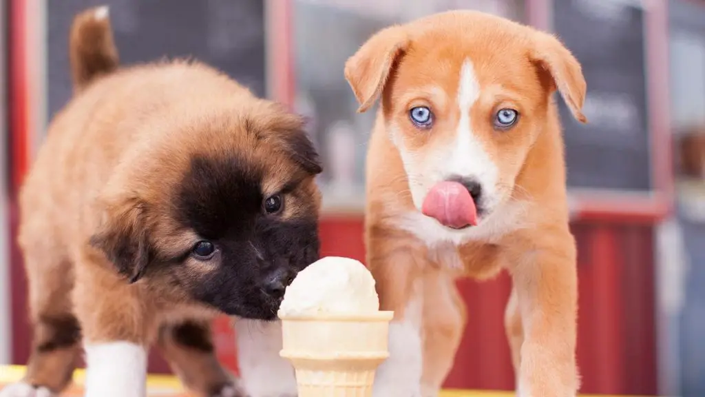 dog eating frozen yogurt