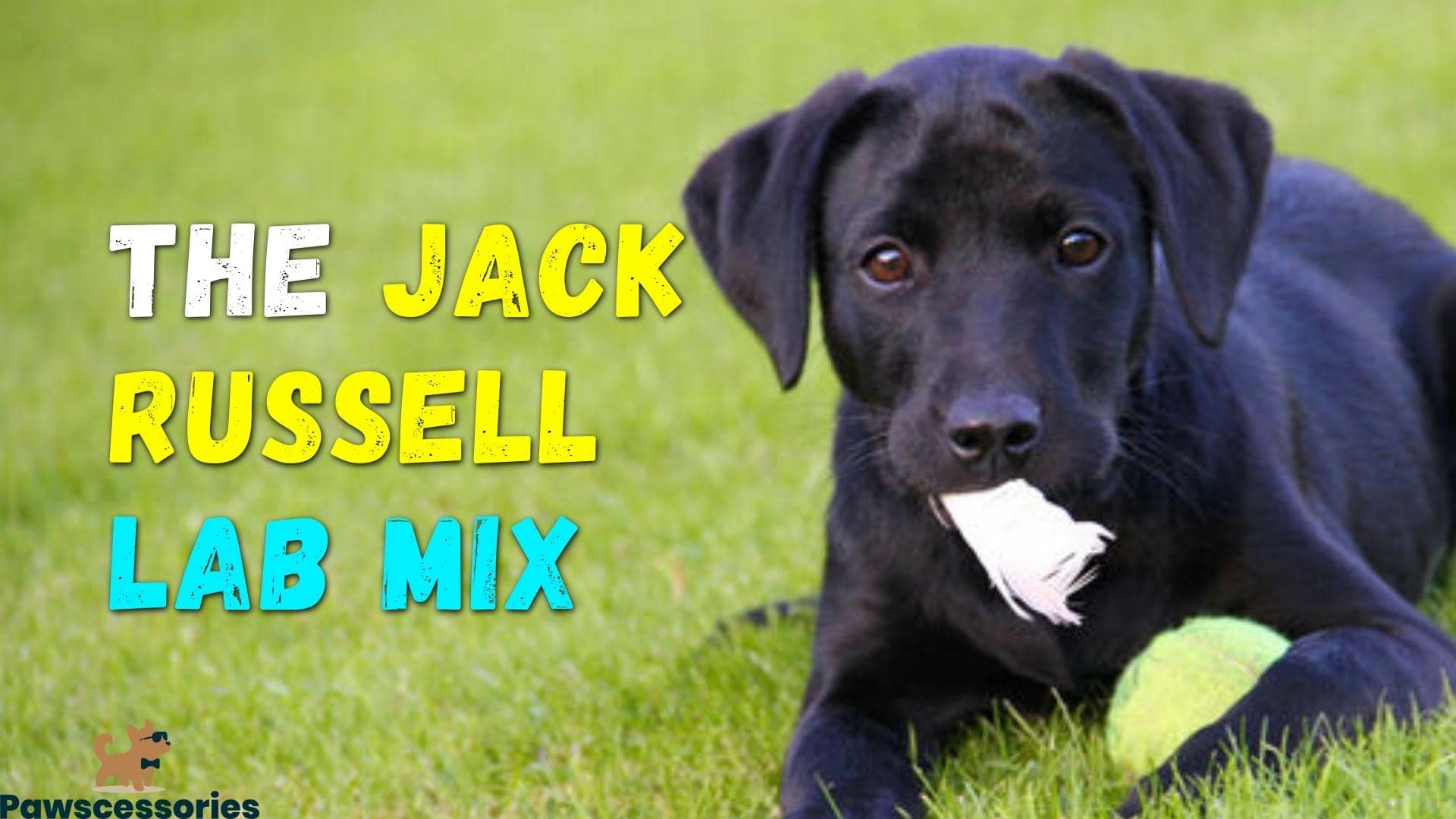 jack russell lab mix