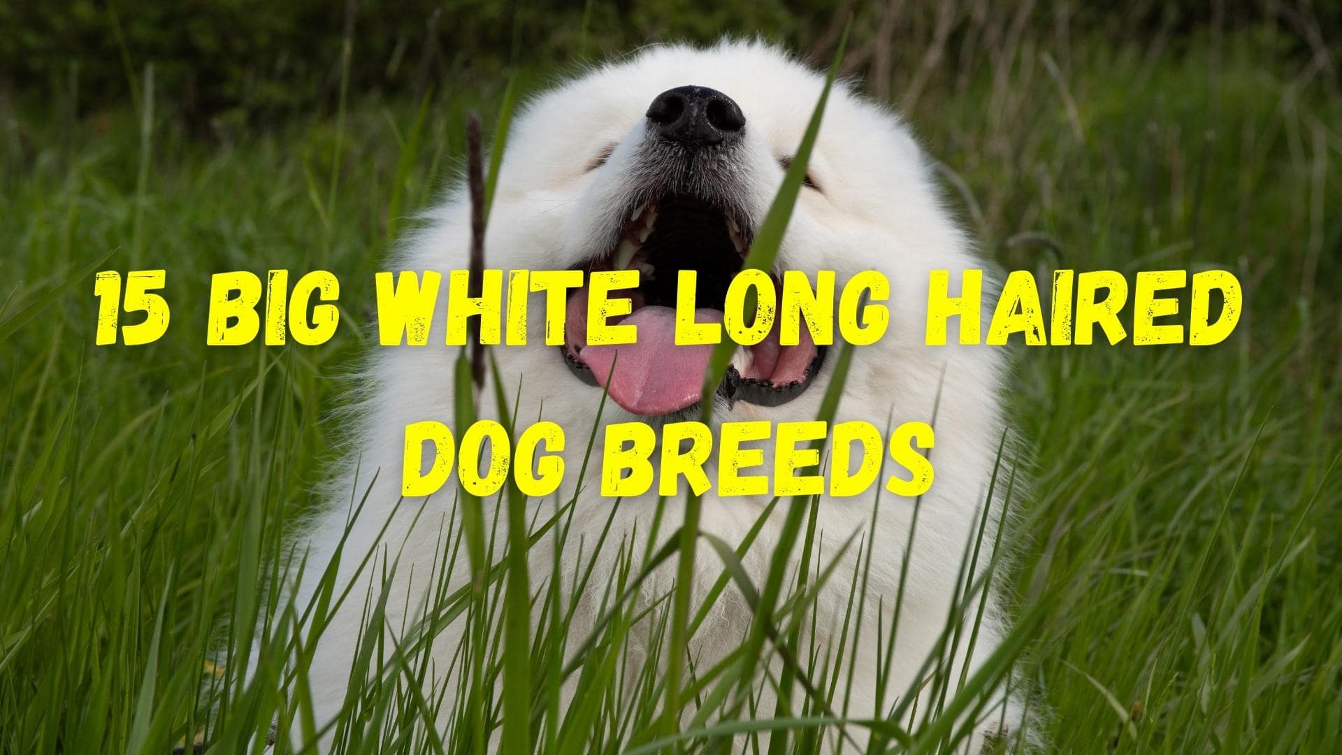 big white long haired dogs