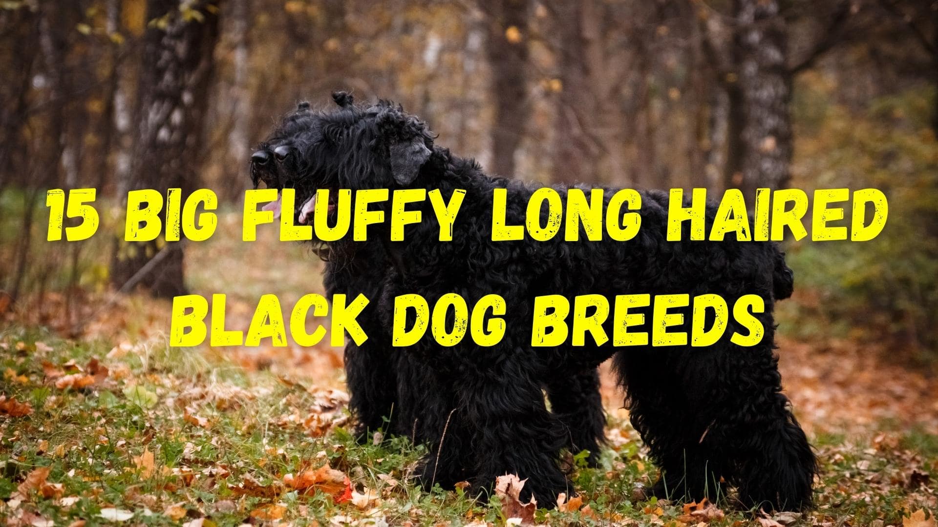 big fluffy long haired dogs