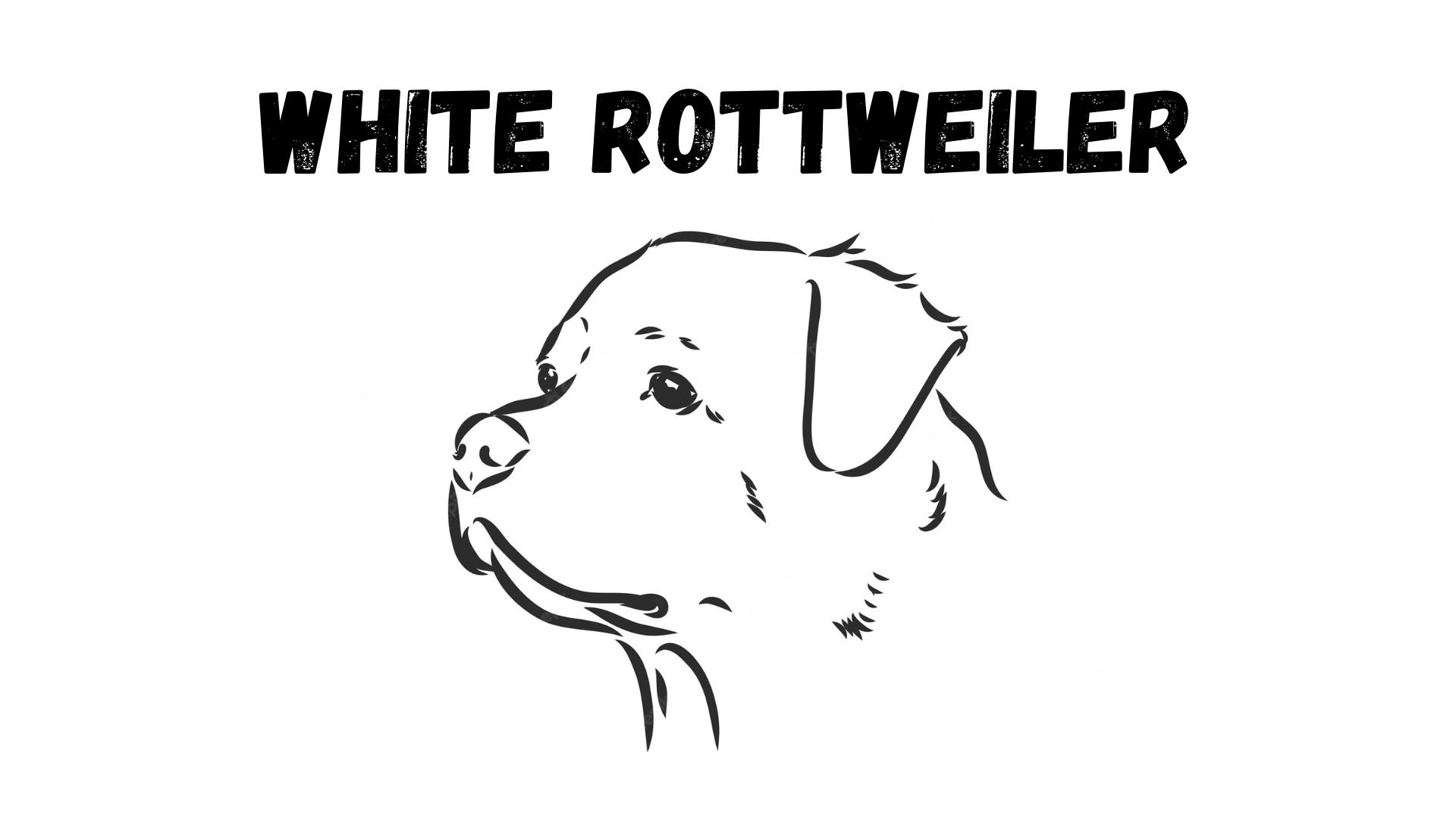 white rottweiler