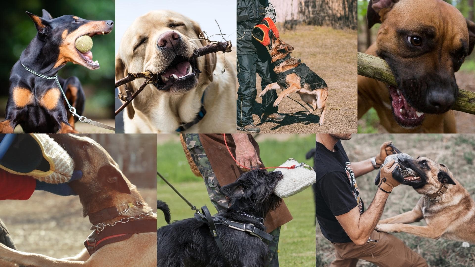 17 Dog Breeds With The Strongest Bite Force PSI