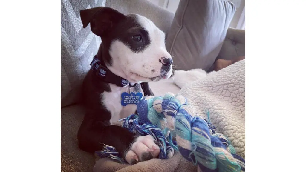 boston terrier pitbull mix puppy