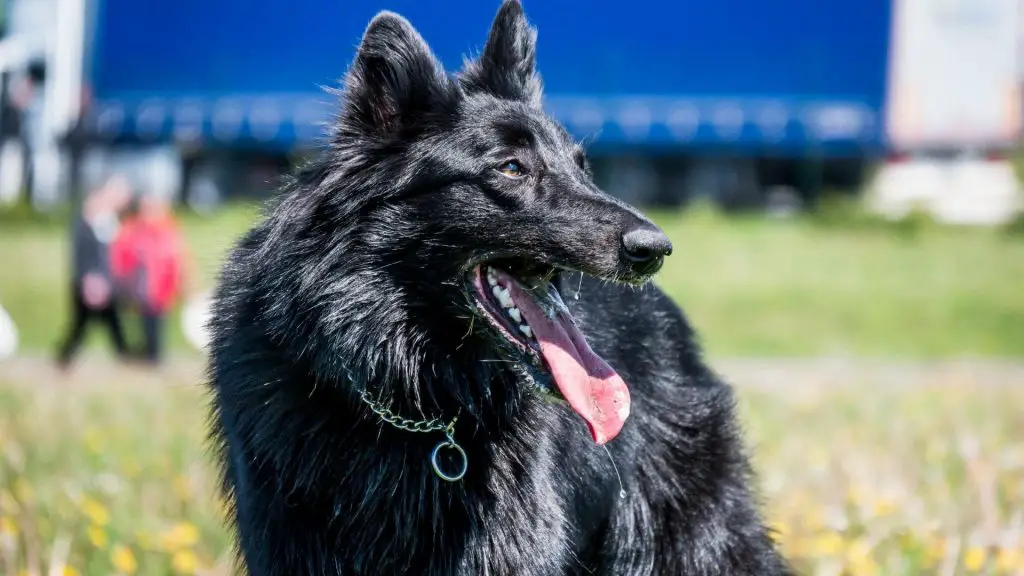 big black coated dog Belgian Sheepdog
