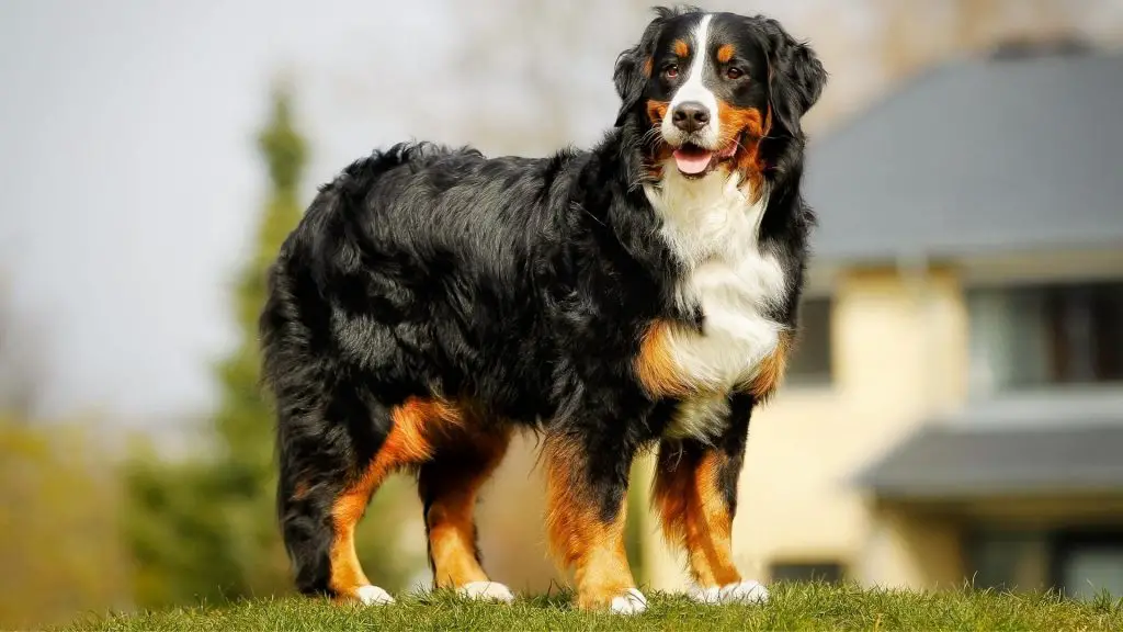 big black long haired dog Bernese Mountain Dog
