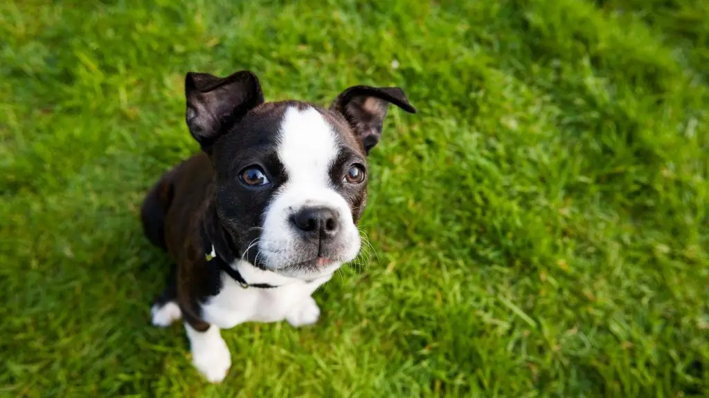 Boston Terrier puppy