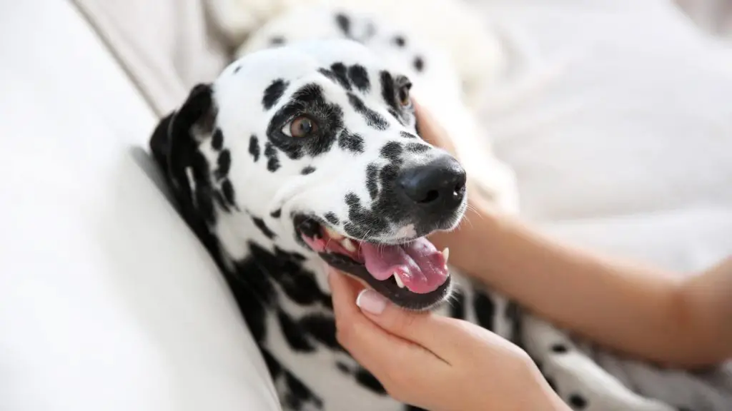 big black and white dog - Dalmatian