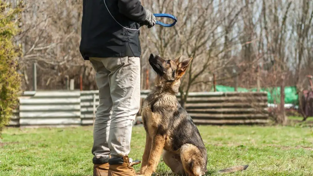 German shepherd bite force