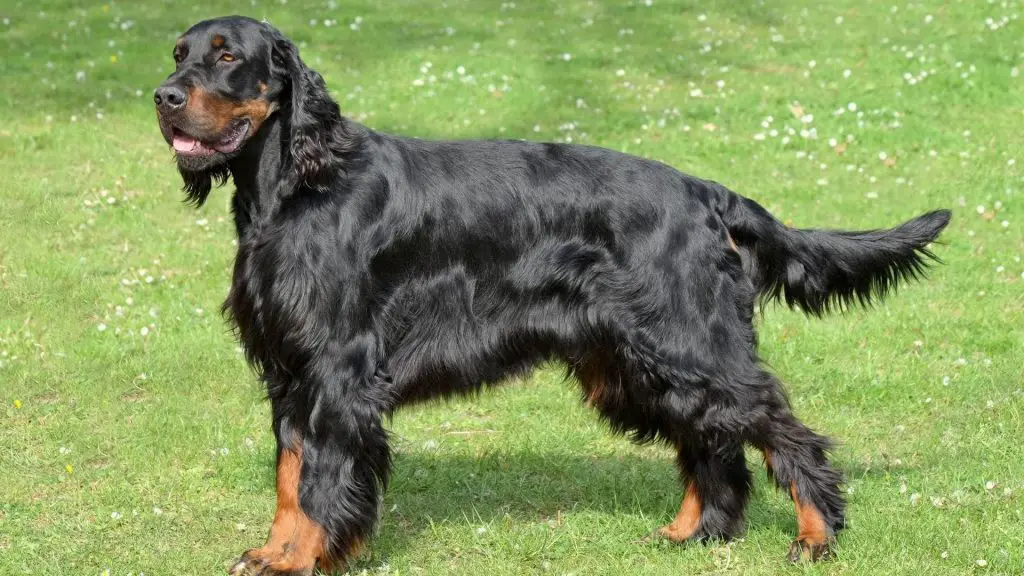 big black long haired dog Gordon Setter