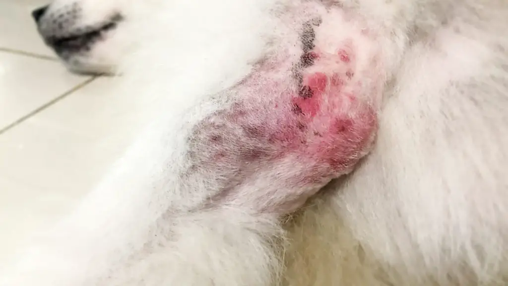Hibiscrub For Dogs skin