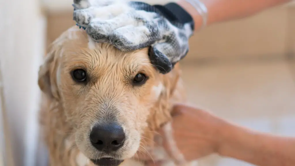 Hibiscrub bath For Dogs