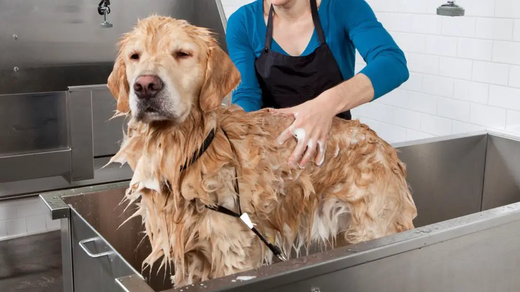 Hibiscrub bath For Dogs 