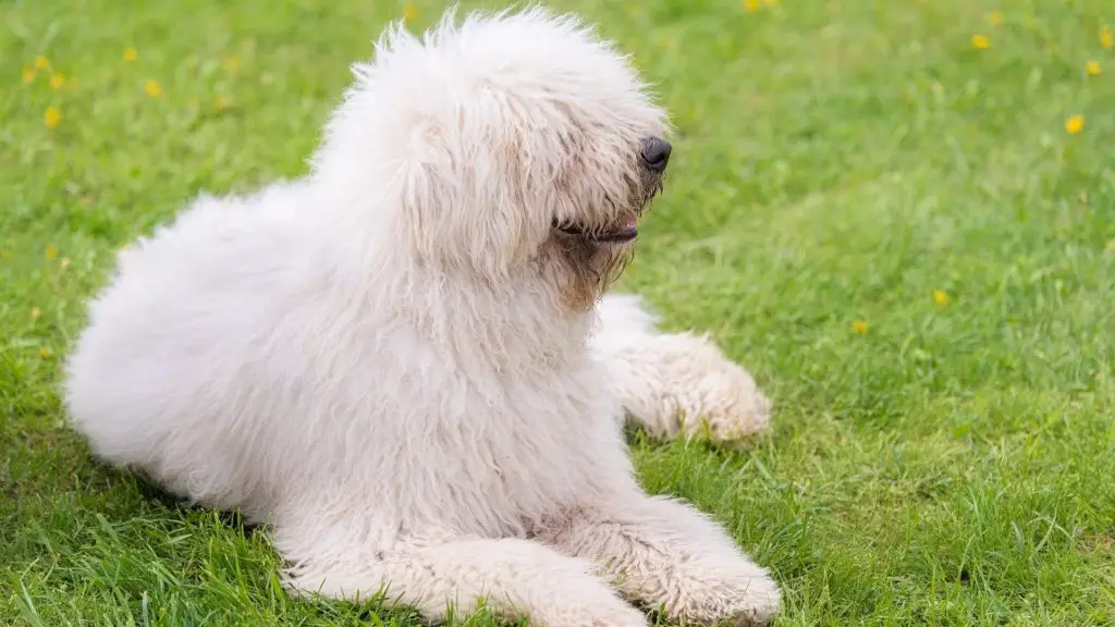 big white long haired dog Komondor