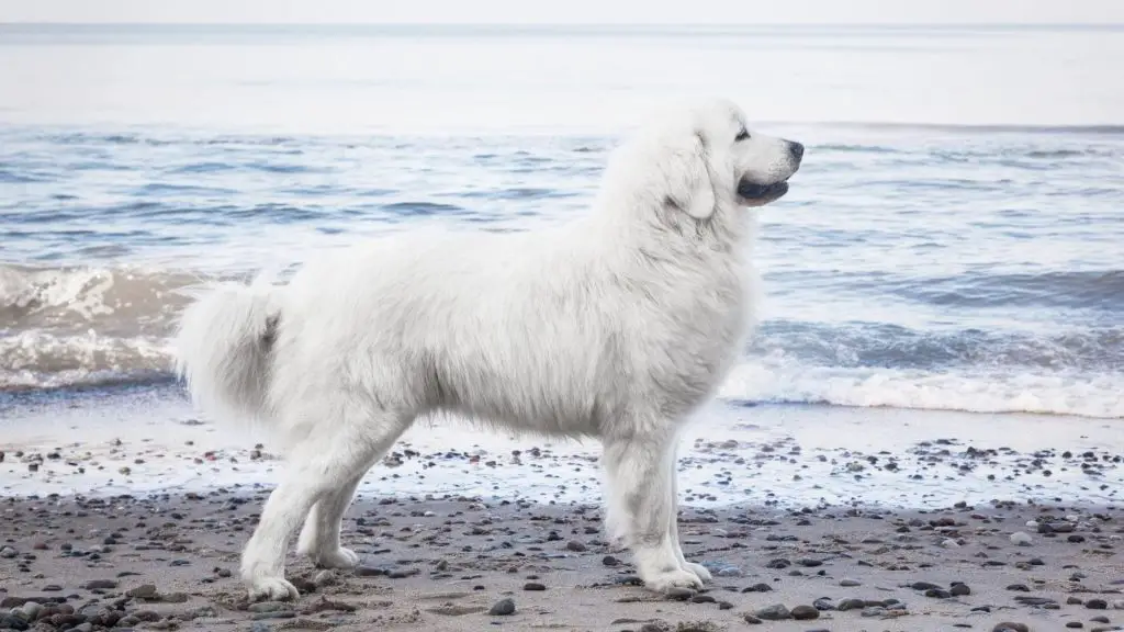 big white dog Polish Tatra Sheepdog