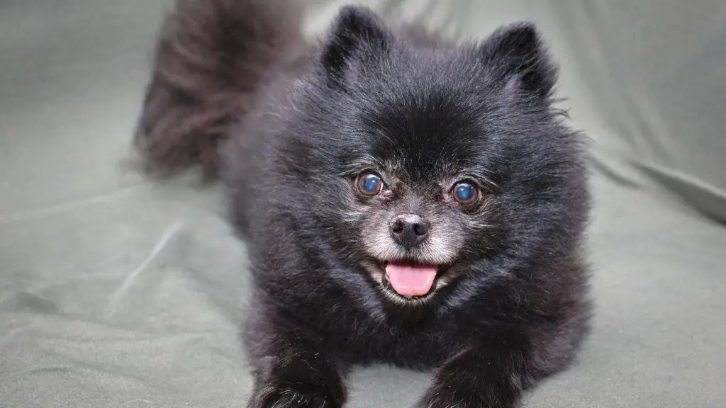 small fluffy black dog - Pomeranian