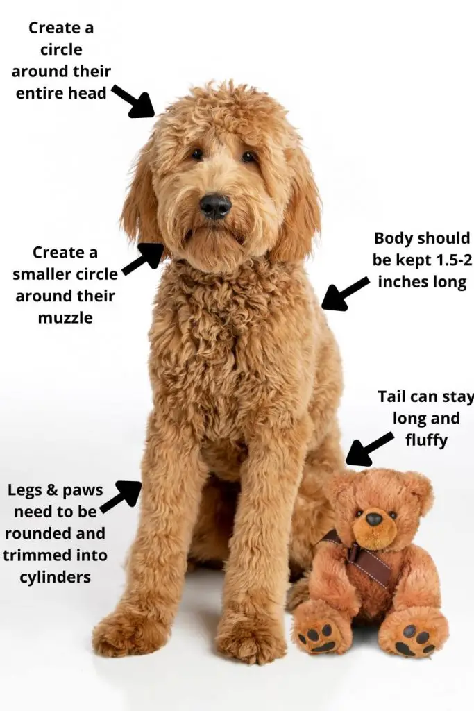 How to do a teddy bear cut goldendoodle