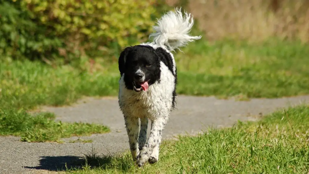 big black and white dog - Wetterhoun